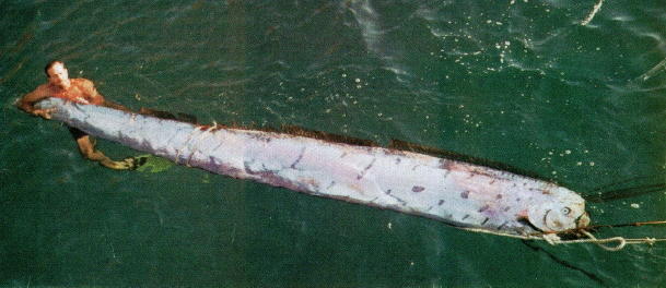 Name:  Oarfish.jpg
Views: 2060
Size:  30.3 KB