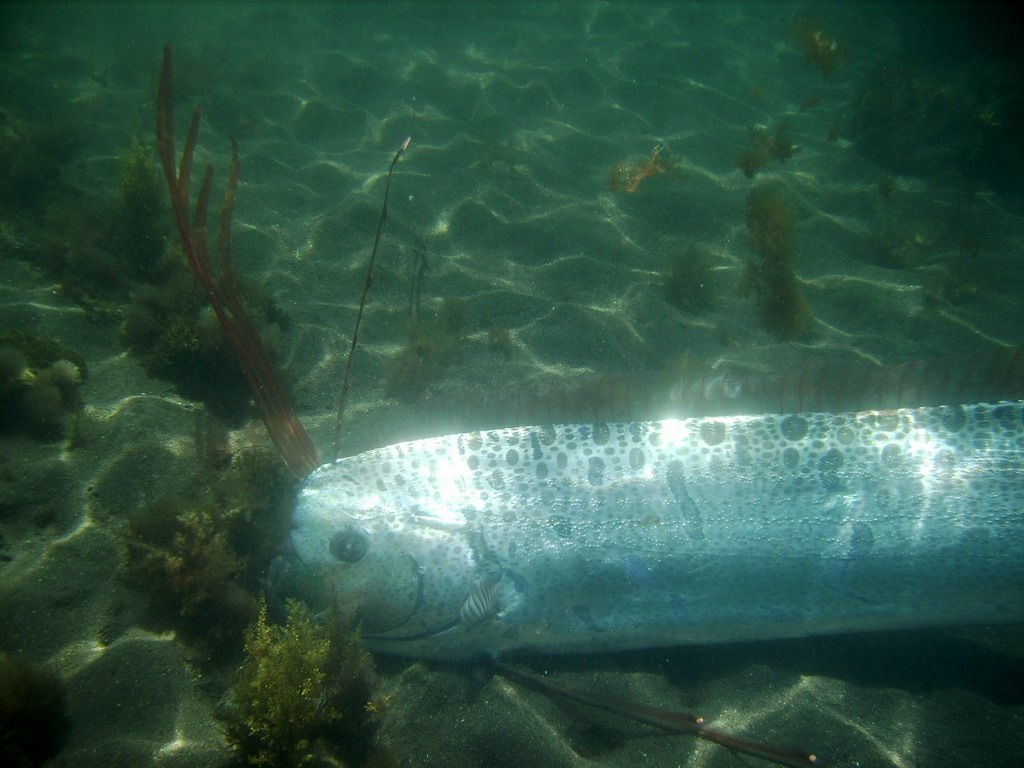Name:  oarfish_0161xr.jpg
Views: 2356
Size:  182.4 KB
