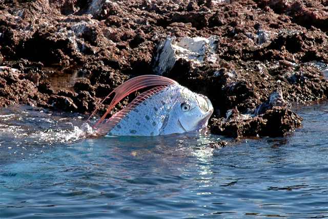 Name:  175343,xcitefun-the-legendary-oarfish-2.jpg
Views: 1445
Size:  181.2 KB