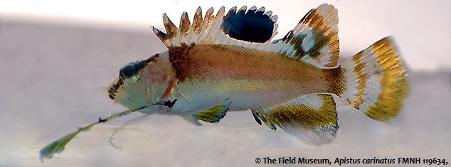 Name:  Apistusheader_3.jpg
Views: 1216
Size:  83.9 KB