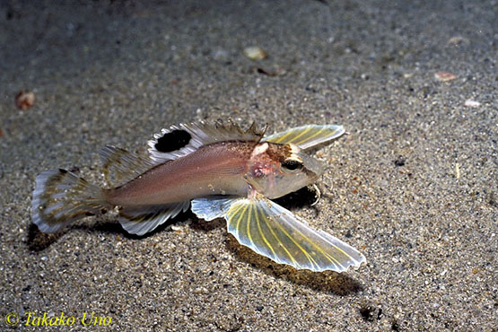 Name:  Ocellated_Waspfish_Hachi_08.jpg
Views: 1823
Size:  101.8 KB