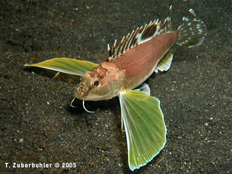Name:  70413-Apistus-Carinatus-01.jpg
Views: 1468
Size:  90.6 KB
