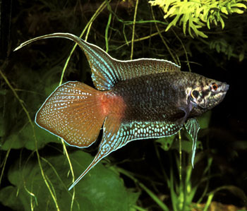 Name:  Macropodus_ocellatus.jpg
Views: 1692
Size:  35.1 KB