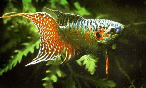 Name:  macropodus-opercularis-paradise-fish-gourami-cennet-baligi-gurami-5.jpg
Views: 2763
Size:  31.0 KB