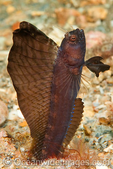 Name:  sailfin-blenny-45M1004-01.jpg
Views: 1721
Size:  86.5 KB