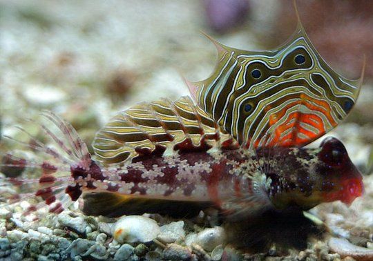 Name:  scooterblennybybjbeggerly_1.jpg
Views: 1003
Size:  48.9 KB