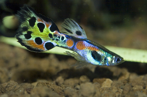 Name:  Leopard-spot-Male-Endler-x.jpg
Views: 1670
Size:  91.9 KB