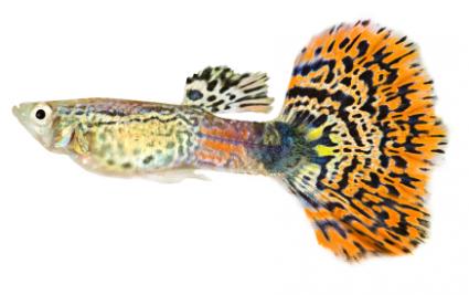 Name:  140270-425x267-Fancy-guppy-1.jpg
Views: 2301
Size:  17.1 KB