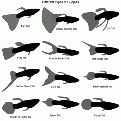 Name:  140316-425x425-Different-types-of-guppies-525px.gif
Views: 1170
Size:  25.5 KB