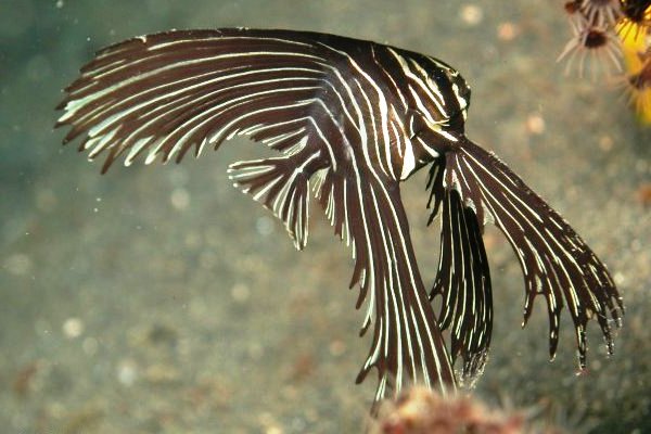 Name:  Batfish.jpg
Views: 1751
Size:  53.0 KB