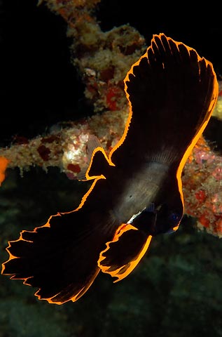 Name:  juvenile_batfish.jpg
Views: 2033
Size:  24.7 KB