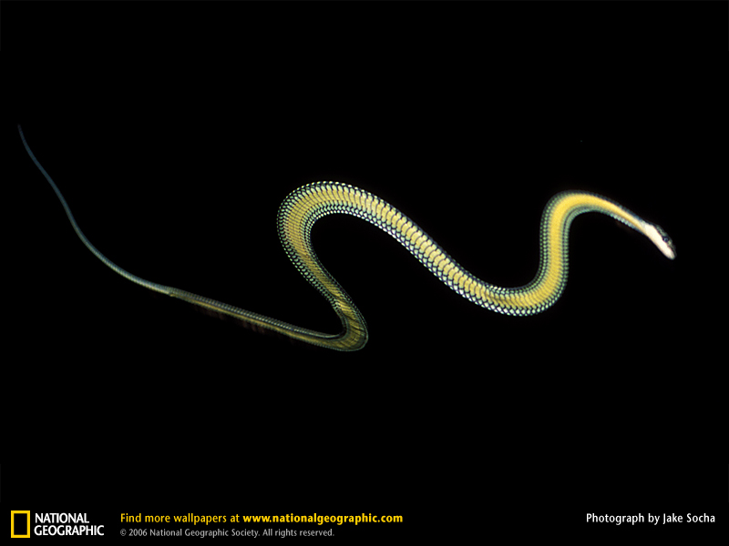 Name:  flying-snake.jpg
Views: 434
Size:  94.2 KB