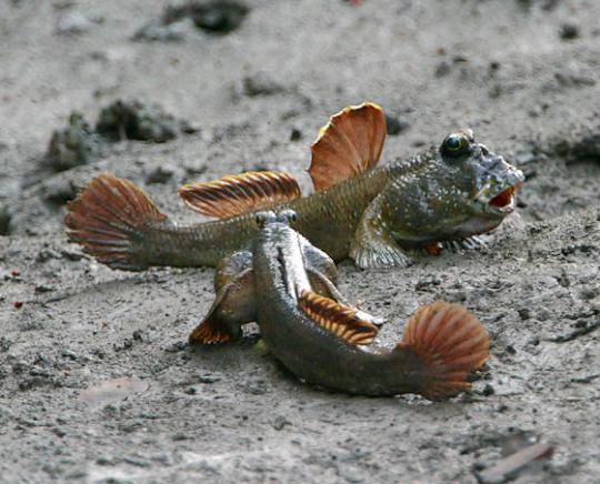 Name:  30731154mudskippers_1.jpg
Views: 4093
Size:  47.4 KB