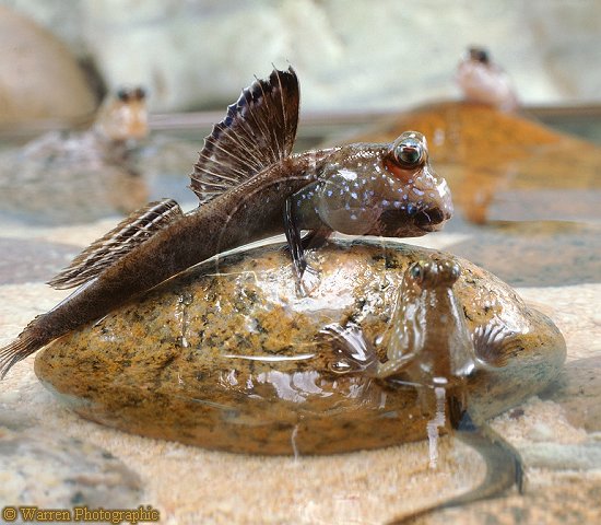 Name:  Periophthalmus barbarus.jpg
Views: 2842
Size:  65.8 KB