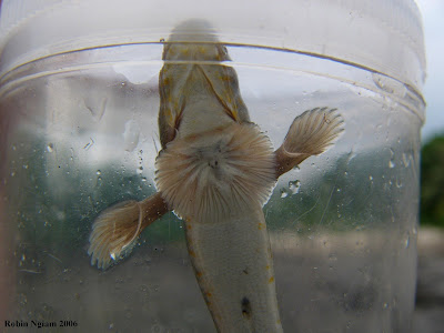 Name:  Gold-spotted Mudskipper@Pulau Pawai 051206 pic2.JPG
Views: 1837
Size:  27.5 KB