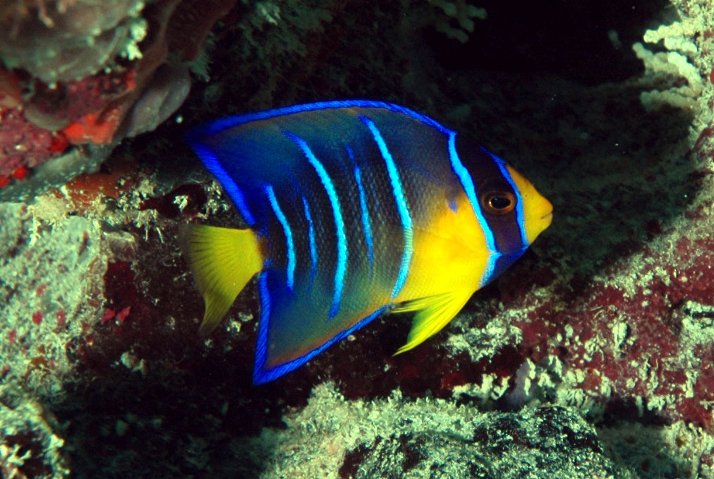 Name:  Queen-Angelfish.jpg
Views: 5492
Size:  201.4 KB