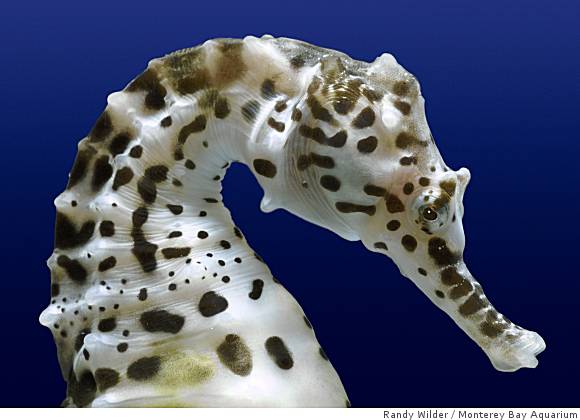 Name:  dd-seahorses10_p_0499999272.jpg
Views: 3014
Size:  30.4 KB