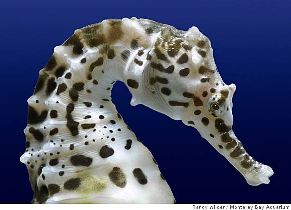 Name:  dd-seahorses10_p_0499999272.jpg
Views: 1919
Size:  30.4 KB