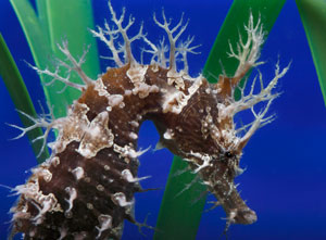 Name:  Seahorse3.jpg
Views: 3000
Size:  22.8 KB