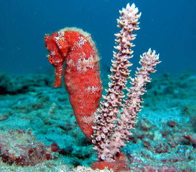 Name:  z-Seahorse red & two coral strands symmetrical 2.jpg
Views: 2460
Size:  41.6 KB