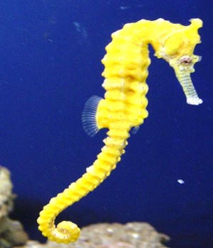 Name:  Seahorse.jpg
Views: 2256
Size:  15.2 KB