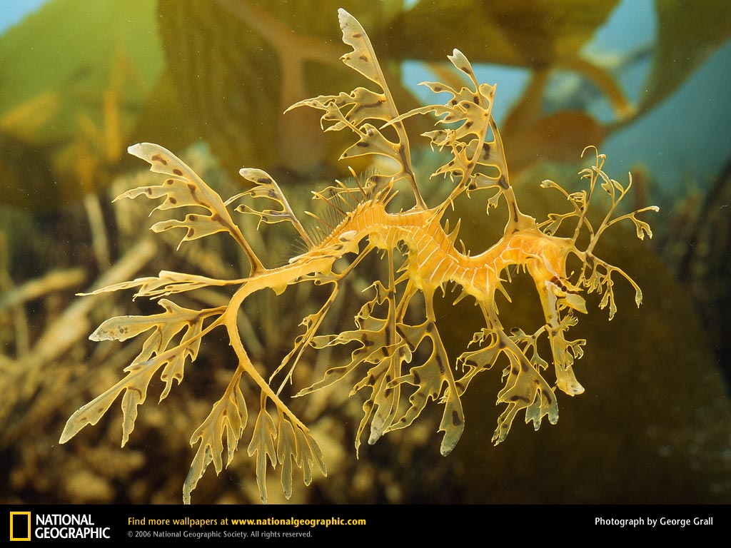 Name:  leafy-sea-dragon.jpg
Views: 3675
Size:  133.7 KB
