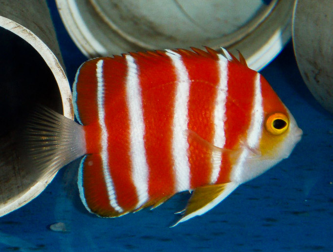 Name:  peppermint-angelfish.jpg
Views: 6772
Size:  124.1 KB