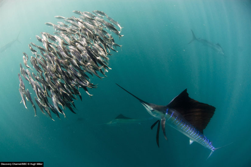 Name:  sailfish-825x550.jpg
Views: 3740
Size:  68.0 KB
