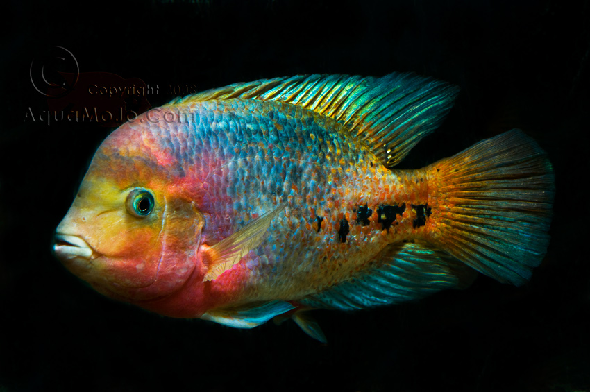 Name:  Synspilum-360b.jpg
Views: 1511
Size:  193.8 KB