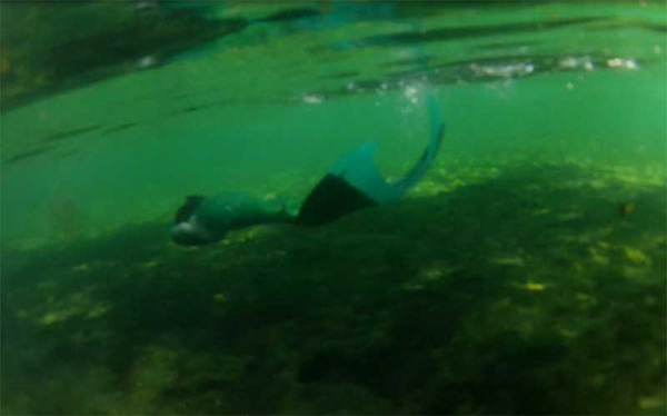 Name:  wekiwa_01.jpg
Views: 1970
Size:  58.2 KB