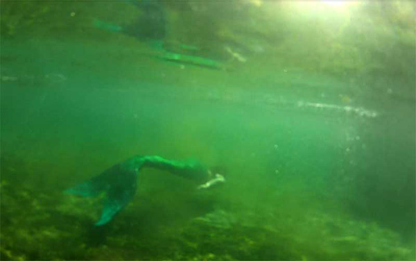 Name:  wekiwa_10adj.jpg
Views: 1939
Size:  48.5 KB