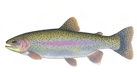 Name:  Steelhead_Trout_-_IN.jpg
Views: 1999
Size:  32.6 KB