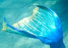 Name:  the_mermaid_4_by_chocobochic-d54vgzz.jpg
Views: 151
Size:  16.9 KB