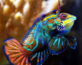 Name:  MandarinBlue.jpg
Views: 679
Size:  27.6 KB