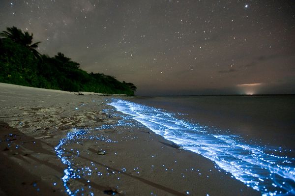 Name:  glowing-waves-bioluminescent-ocean-life-explained-scintillans_50152_600x450.jpg
Views: 1000
Size:  40.4 KB