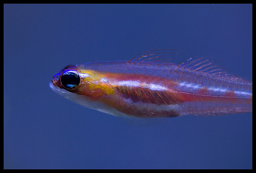 Name:  masked goby.jpg
Views: 1088
Size:  71.4 KB