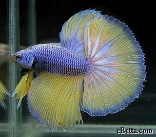 Name:  yellow-indigo-betta-fish.jpg
Views: 2767
Size:  30.9 KB