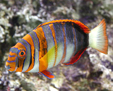 Name:  harlequinTuskfish2.jpg
Views: 1592
Size:  37.2 KB