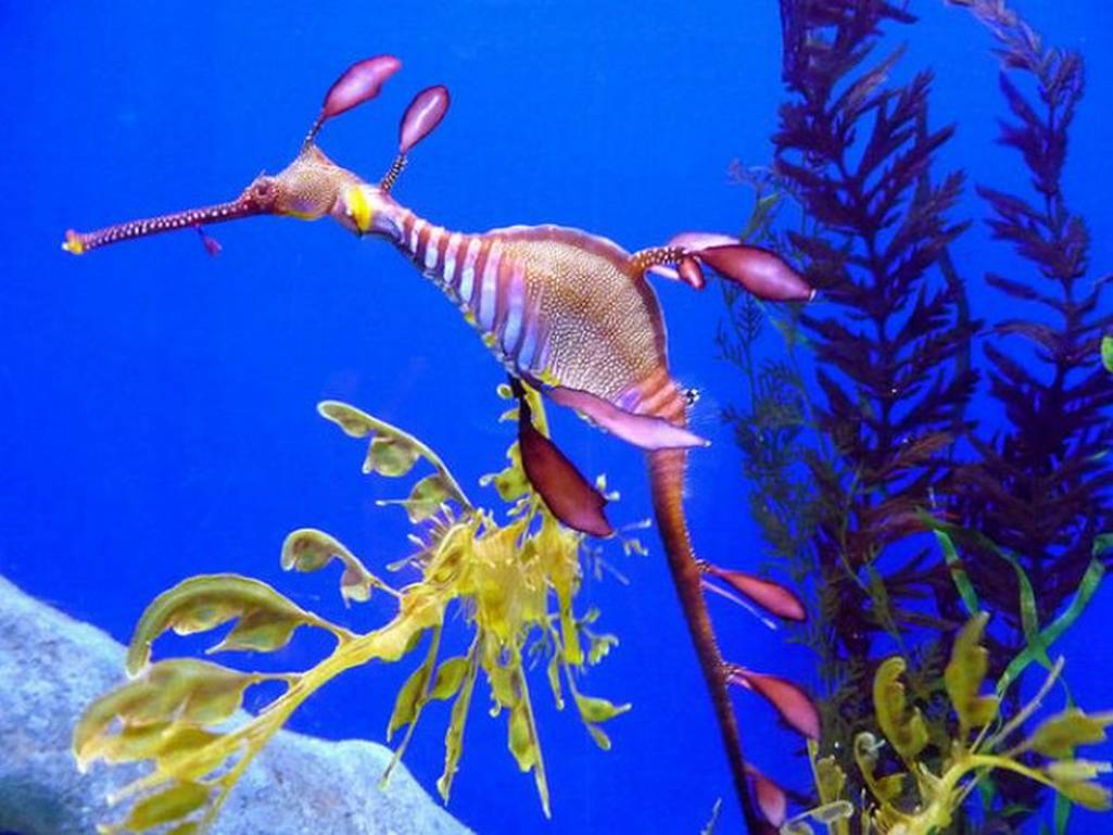 Name:  seahorses-seadragons-05.jpg
Views: 7013
Size:  88.5 KB