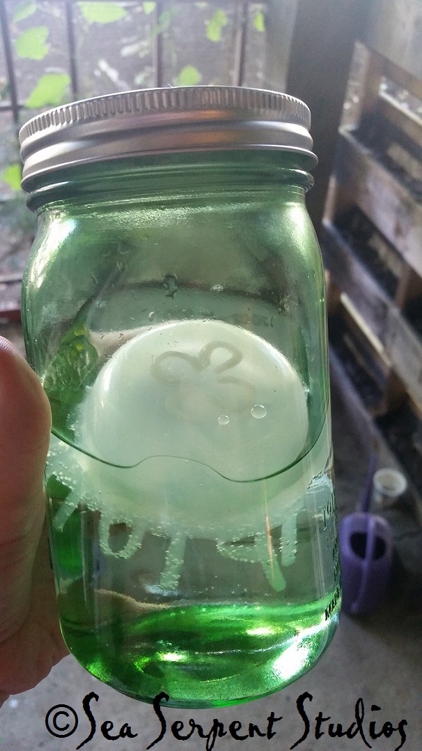 Name:  jellyfish in a jar.jpg
Views: 587
Size:  206.4 KB