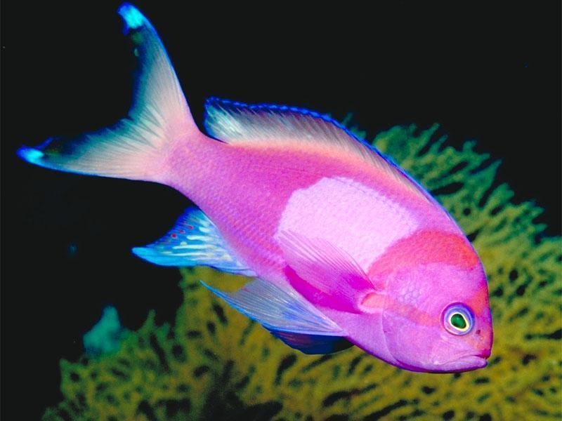 Name:  Tropical-Fish-fish-5412589-800-600.jpg
Views: 4757
Size:  51.7 KB