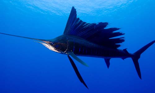 Name:  sailfish.jpg
Views: 3820
Size:  32.6 KB
