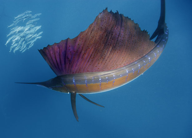 Name:  sailfish-circles-sardines-615.jpg
Views: 2772
Size:  70.0 KB