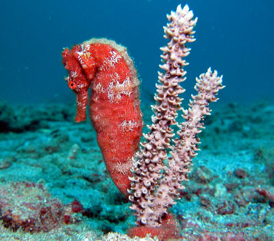 Name:  z-Seahorse red & two coral strands symmetrical 2.jpg
Views: 2444
Size:  41.6 KB