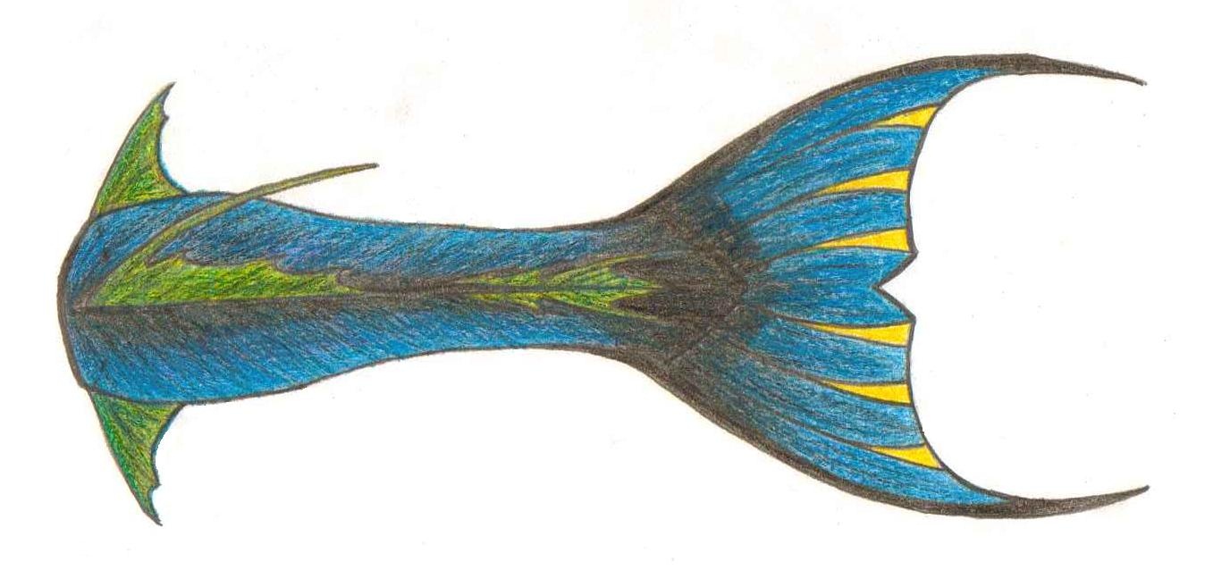 Name:  Tail Drawing Dorsal Colored.jpg
Views: 1134
Size:  151.3 KB