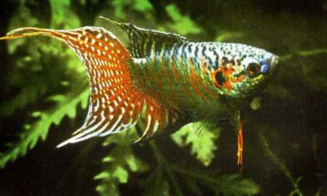 Name:  macropodus-opercularis-paradise-fish-gourami-cennet-baligi-gurami-5.jpg
Views: 1826
Size:  31.0 KB