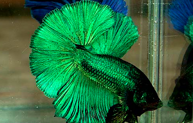 Name:  Green-Betta-Fish1.png
Views: 3163
Size:  180.3 KB