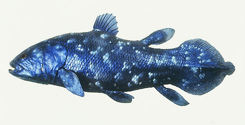 Name:  coelacanth-latimeria-chalumnae_48064_2.jpg
Views: 1365
Size:  30.3 KB