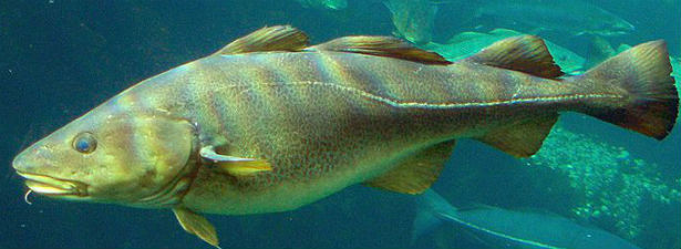 Name:  Lateral-Line-Cod-IP.jpg
Views: 3856
Size:  37.4 KB