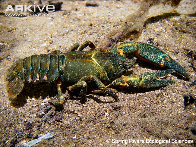Name:  Shasta-crayfish.jpg
Views: 295
Size:  130.9 KB